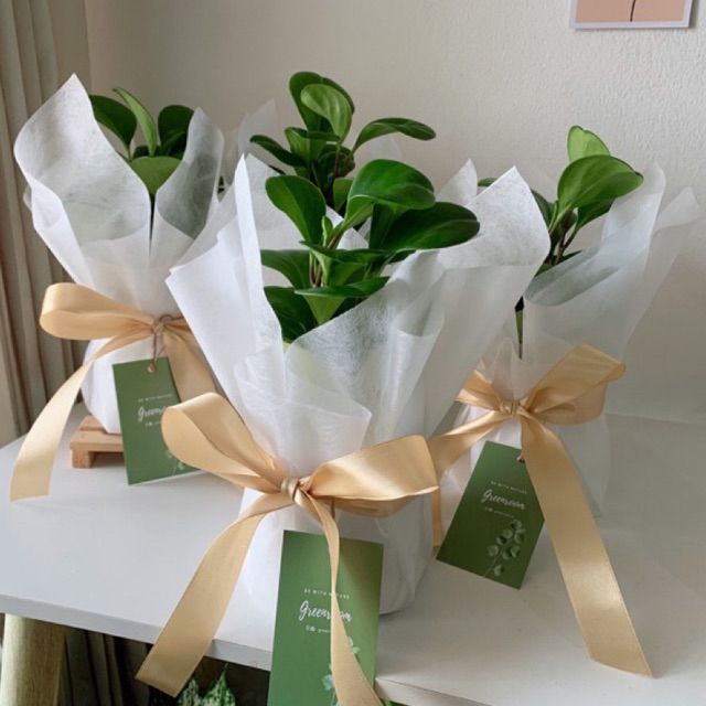 Mini Succulent Gift Set
