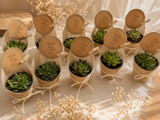 Mini Succulent Gift Set